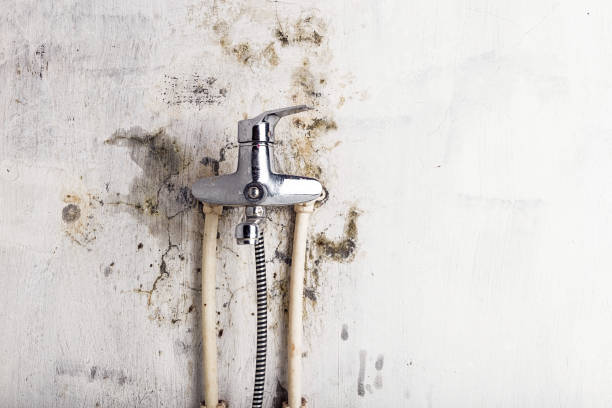 Best Certified Mold Removal  in Northeast Ithaca, NY