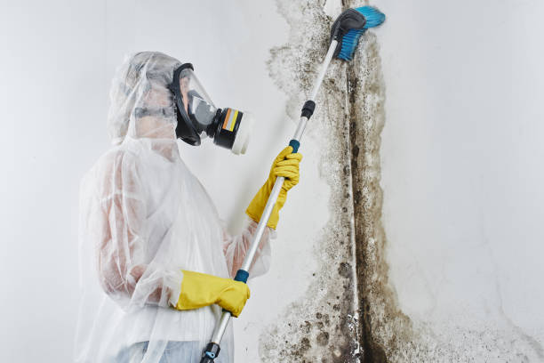 Best Toxic Mold Removal  in Northeast Ithaca, NY