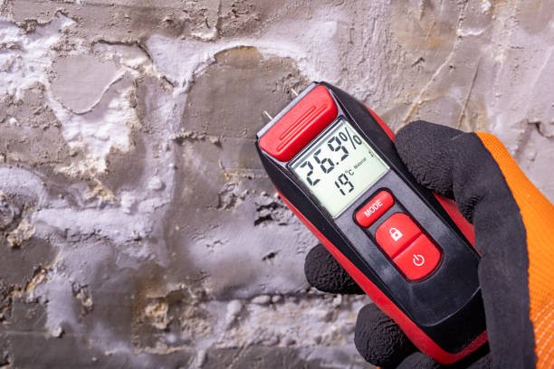 Best Mold Damage Repair  in Northeast Ithaca, NY