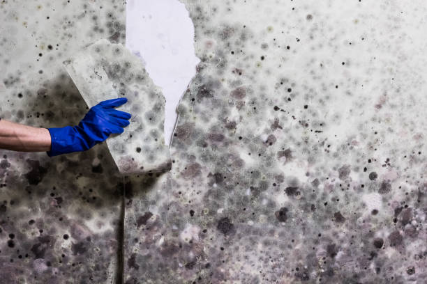 Best Home Mold Removal  in Northeast Ithaca, NY