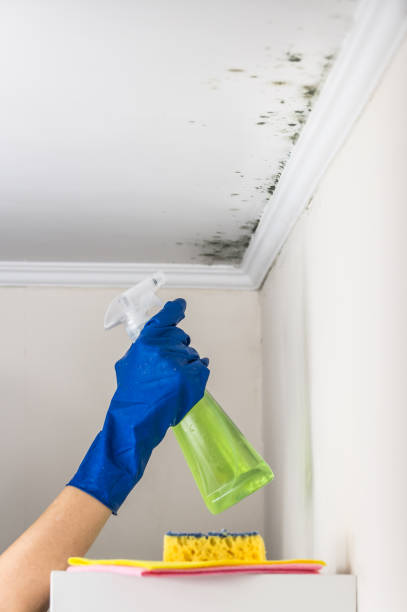 Best Toxic Mold Removal  in Northeast Ithaca, NY